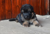 /album/puppies/boys-3-jpg/